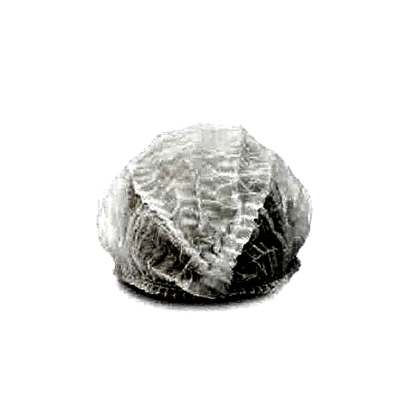Ceymop Akordion Bone 100 lü